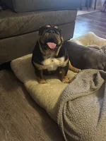 Beebee , a female English Bulldog for sale in Springfield, MO – 2 of 7