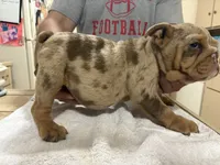 Medussa , a female English Bulldog for sale in Springfield, MO – 5 of 5
