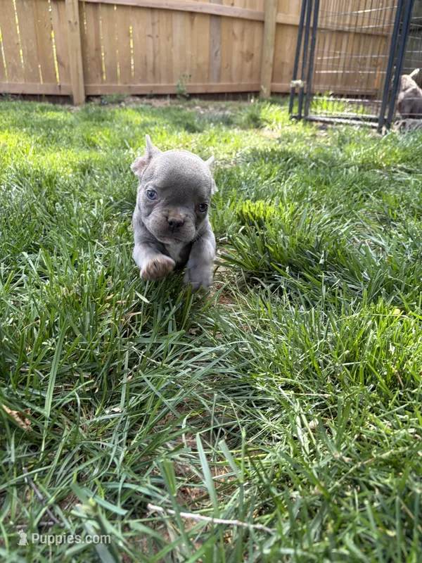 Little Boy – French Bulldog puppy for sale in Springfield, MO