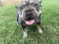 Bella, a female French Bulldog for sale in Springfield, MO – 2 of 7
