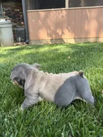 Medussa, a female English Bulldog for sale in Springfield, MO – 2 of 3