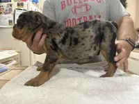 Hoss, a male English Bulldog for sale in Springfield, MO – 7 of 7