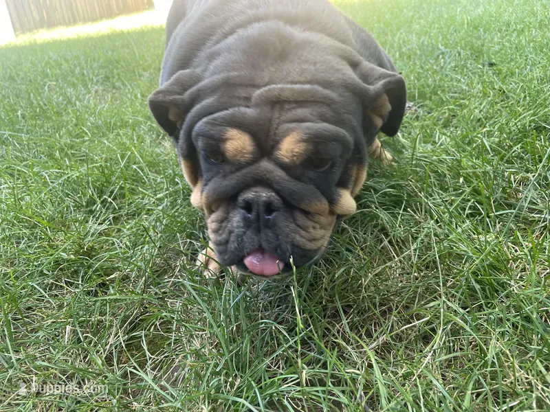 Black Betty  – English Bulldog puppy for sale in Springfield, MO
