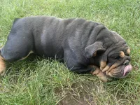 Beebee , a female English Bulldog for sale in Springfield, MO – 7 of 7