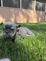 Medussa, a female English Bulldog for sale in Springfield, MO – 1 of 3