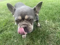 Bella, a female French Bulldog for sale in Springfield, MO – 6 of 7
