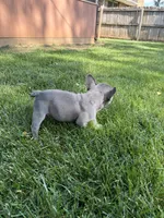 Fat Man, a male French Bulldog for sale in Springfield, MO – 2 of 3