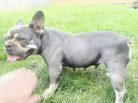 Bella, a female French Bulldog for sale in Springfield, MO – 4 of 7