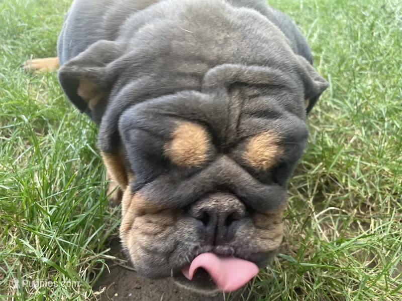 Beebee  – English Bulldog puppy for sale in Springfield, MO