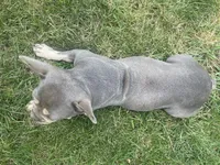 Bella, a female French Bulldog for sale in Springfield, MO – 3 of 7