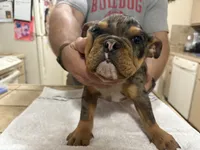 Hoss, a male English Bulldog for sale in Springfield, MO – 2 of 7