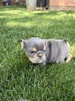 Medussa, a female English Bulldog for sale in Springfield, MO – 3 of 3