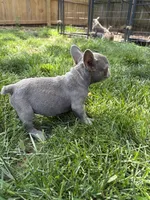 Little Boy, a male French Bulldog for sale in Springfield, MO – 3 of 3