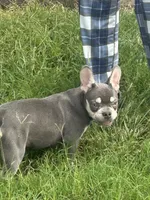 Zeus, a male French Bulldog for sale in Springfield, MO – 2 of 4
