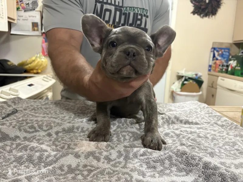 Fat Man – French Bulldog puppy for sale in Springfield, MO