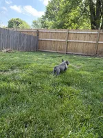 Fat Man, a male French Bulldog for sale in Springfield, MO – 3 of 3