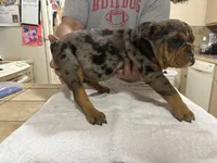 Hoss, a male English Bulldog for sale in Springfield, MO – 6 of 7