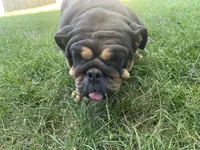 Beebee , a female English Bulldog for sale in Springfield, MO – 5 of 7