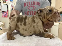 Medussa , a female English Bulldog for sale in Springfield, MO – 3 of 5