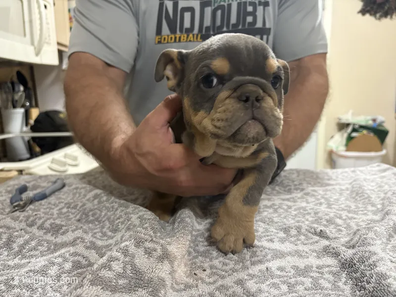 Medussa – English Bulldog puppy for sale in Springfield, MO