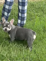 Zeus, a male French Bulldog for sale in Springfield, MO – 3 of 4