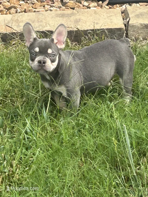 Zeus – French Bulldog puppy for sale in Springfield, MO