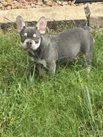 Zeus, a male French Bulldog for sale in Springfield, MO – 1 of 4
