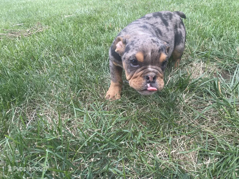 Hoss – English Bulldog puppy for sale in Springfield, MO