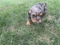 Hoss, a male English Bulldog for sale in Springfield, MO – 1 of 7