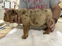 Medussa , a female English Bulldog for sale in Springfield, MO – 4 of 5