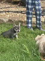 Zeus, a male French Bulldog for sale in Springfield, MO – 4 of 4
