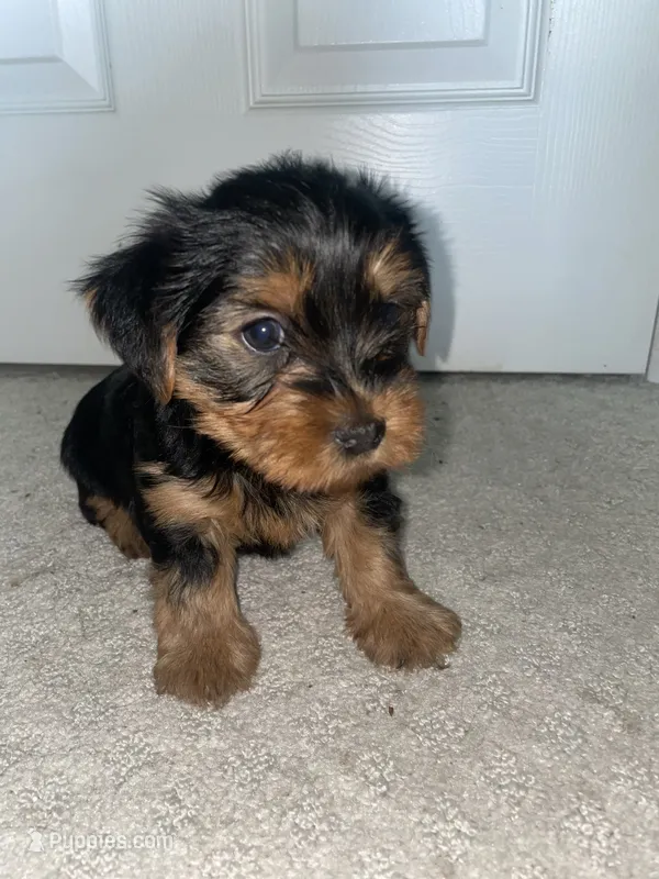 Dani – Yorkshire Terrier puppy for sale in Detroit, MI