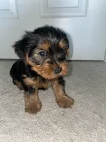 Dani, a female Yorkshire Terrier for sale in Detroit, MI – 1 of 1