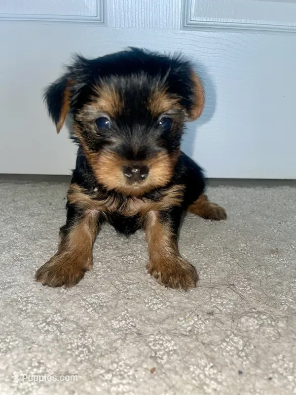 Minky – Yorkshire Terrier puppy for sale in Detroit, MI