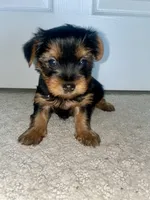 Minky, a female Yorkshire Terrier for sale in Detroit, MI – 1 of 1