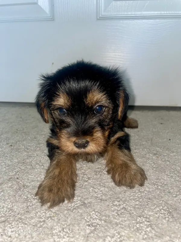 Ralphie – Yorkshire Terrier puppy for sale in Detroit, MI
