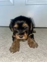 Ralphie, a male Yorkshire Terrier for sale in Detroit, MI – 1 of 1