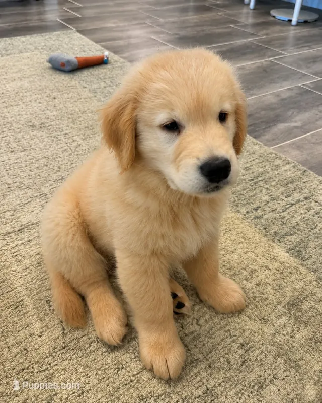 Pole – Golden Retriever puppy for sale in Springfield, MA