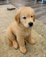 Pole, a male Golden Retriever for sale in Springfield, MA – 1 of 2