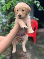 Kai, a male Golden Retriever for sale in Fort Morgan, CO – 2 of 3