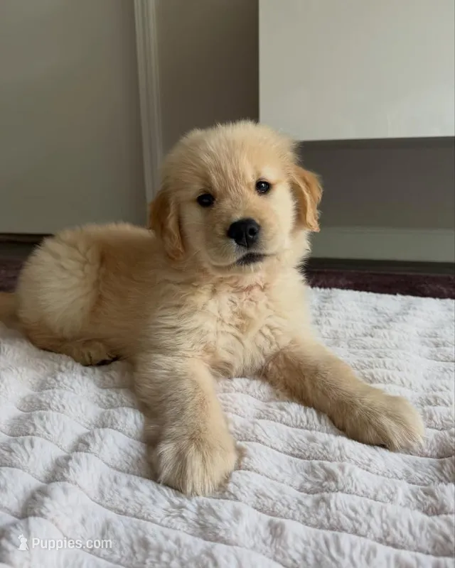 Lewiss – Golden Retriever puppy for sale in Fort Morgan, CO