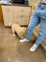 Phil, a male Golden Retriever for sale in New Britain, CT – 2 of 2