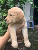 Kai, a male Golden Retriever for sale in Fort Morgan, CO – 3 of 3