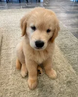 Pole, a male Golden Retriever for sale in Springfield, MA – 2 of 2