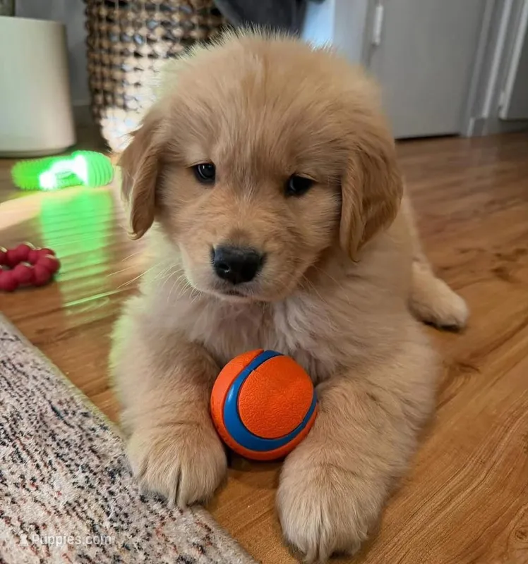 Kliff – Golden Retriever puppy for sale in Springfield, MA