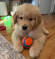 Kliff, a male Golden Retriever for sale in Springfield, MA – 1 of 1