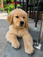 Gophen, a male Golden Retriever for sale in New Britain, CT – 2 of 2