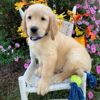 Ziggy, a male Golden Retriever for sale in Fort Morgan, CO – 3 of 3
