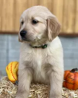 Arlo, a male Golden Retriever for sale in Fort Morgan, CO – 3 of 3