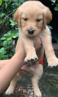 Kai, a male Golden Retriever for sale in Fort Morgan, CO – 1 of 3
